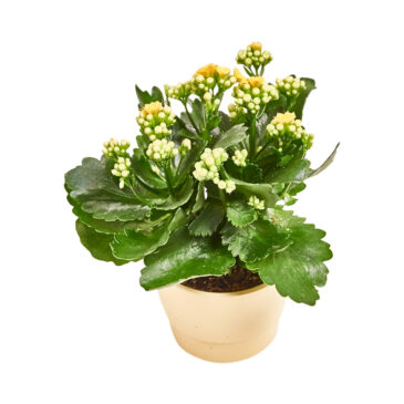 Holstblomster.dk